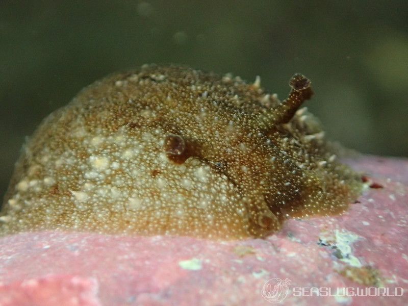 ビワガタナメクジ Dolabrifera dolabrifera