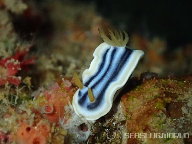 クロシオイロウミウシ Chromodoris sp. 3