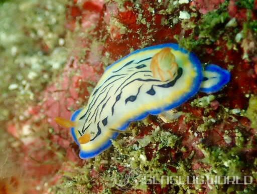 リュウモンイロウミウシ Hypselodoris maritima