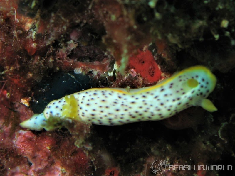 モンコウミウシ Chromodoris aspersa