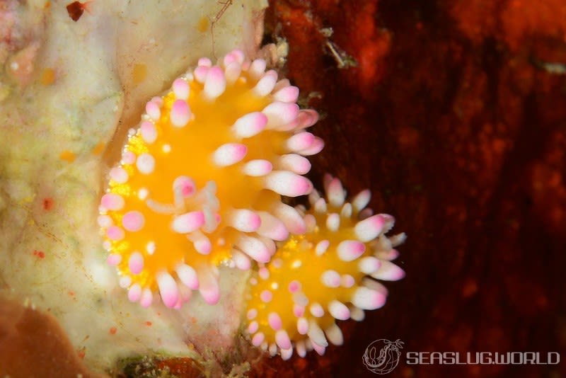 イガグリウミウシ Cadlinella ornatissima