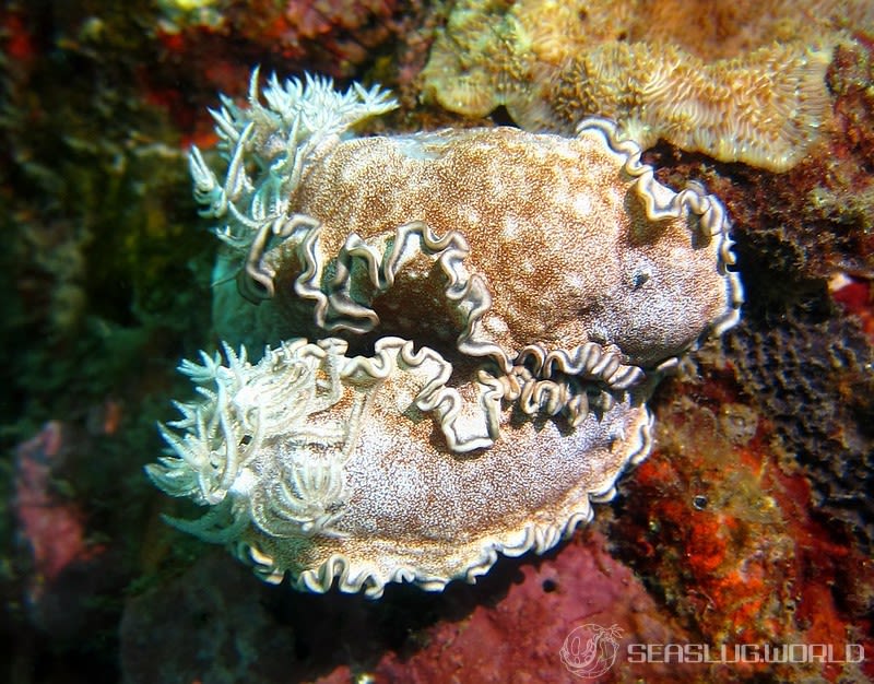 タヌキイロウミウシ Glossodoris hikuerensis