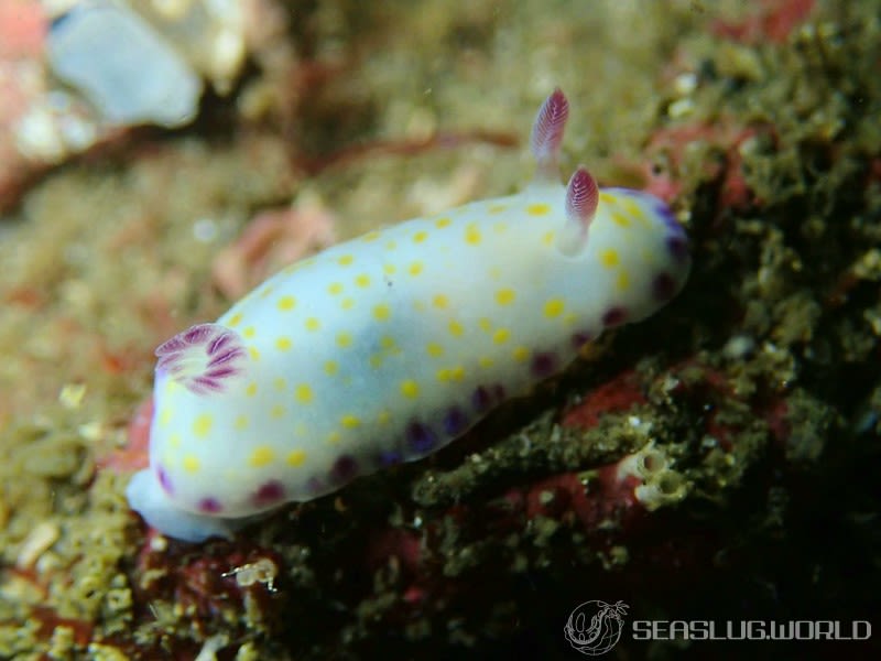 コモンウミウシ Goniobranchus aureopurpureus