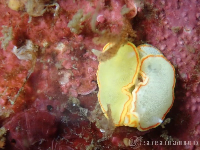 ミツイラメリウミウシ Diaphorodoris mitsuii