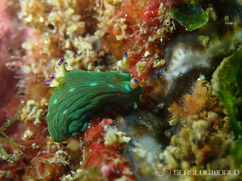 コミドリリュウグウウミウシ Tambja amakusana