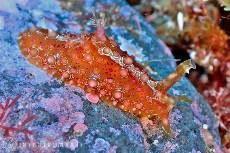 フサウミナメクジ Petalifera ramosa