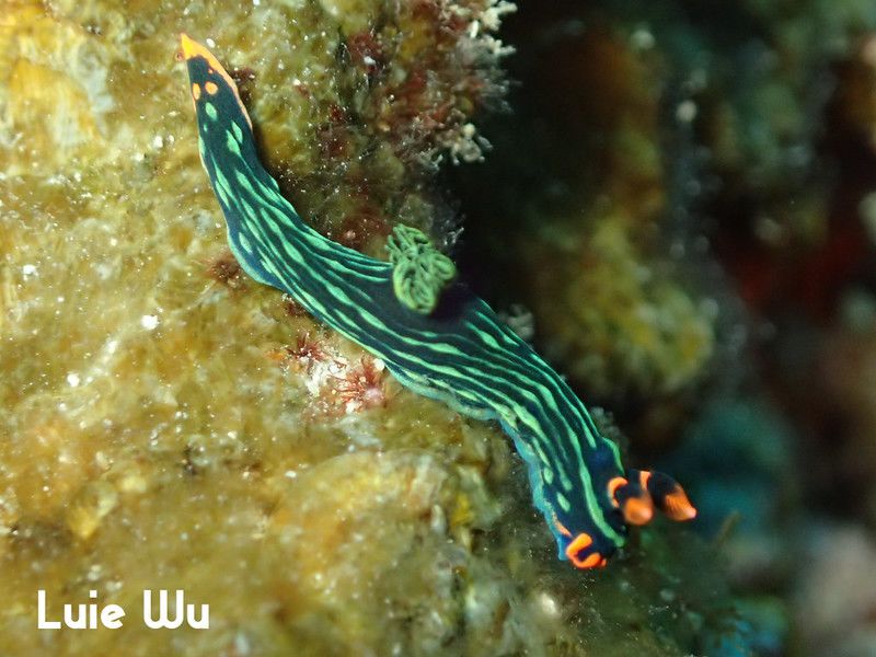 アカフチリュウグウウミウシ Nembrotha kubaryana