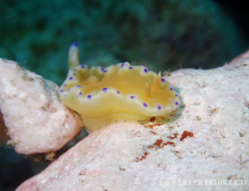 コハクニシキウミウシ Ceratosoma palliolatum