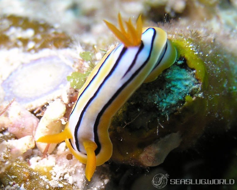 コールマンウミウシ Chromodoris colemani