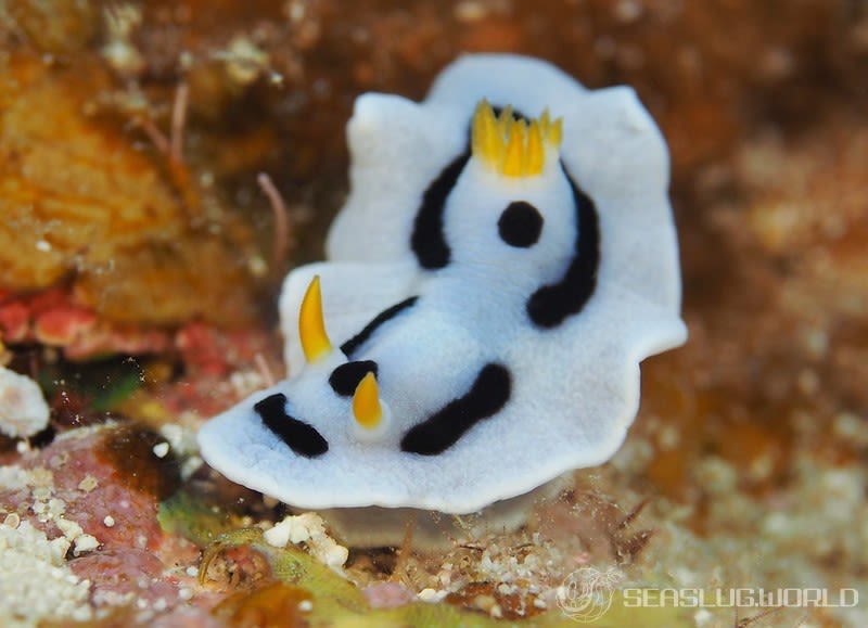 ダイアナウミウシ Chromodoris alcalai