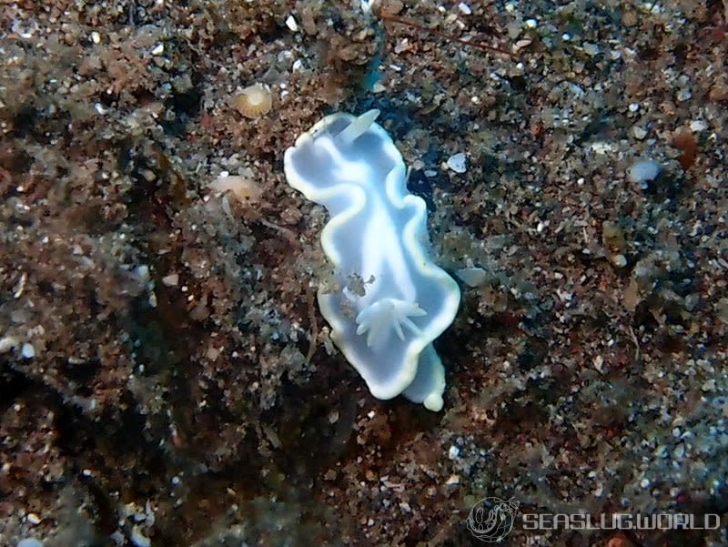 シロタエイロウミウシ Glossodoris buko