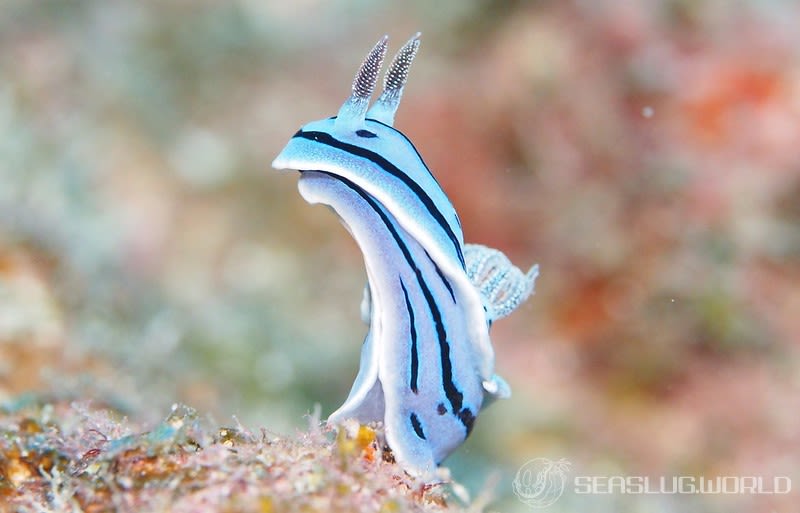 ミゾレウミウシ Chromodoris willani