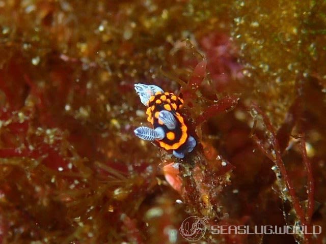 クロスジリュウグウウミウシ属の一種 3 Nembrotha sp. 3