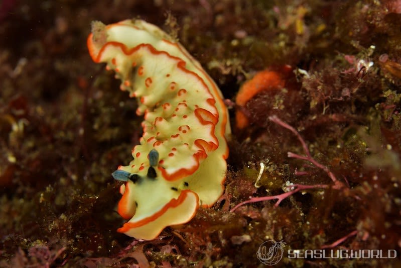 ハナオトメウミウシ Dermatobranchus ornatus