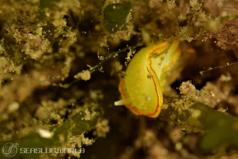 ミツイラメリウミウシ Diaphorodoris mitsuii