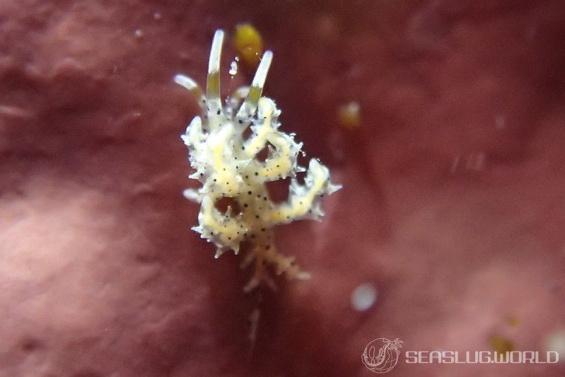 ジョオウミノウミウシ Eubranchus virginalis