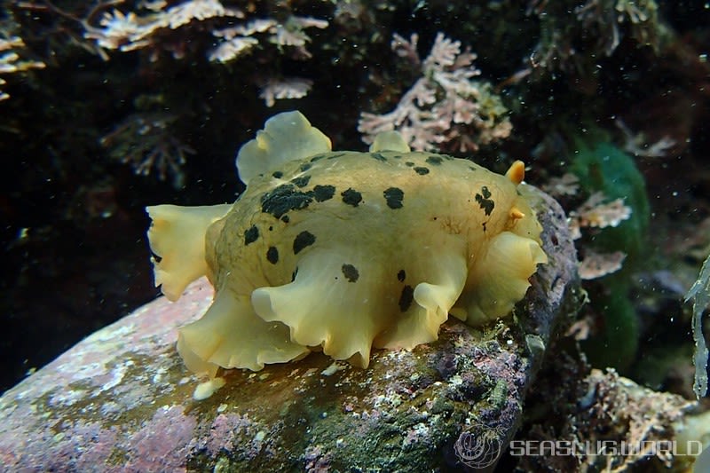 マダラウミウシ Dendrodoris fumata