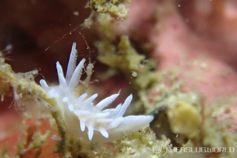 シロイバラウミウシ Bermudella japonica