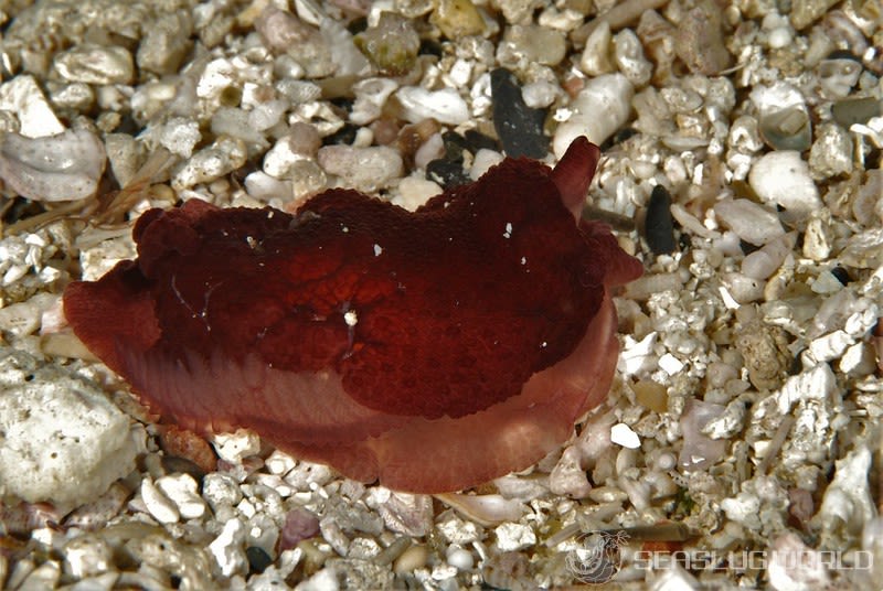 カメノコフシエラガイ Pleurobranchus peronii