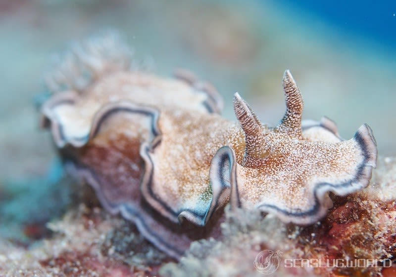 タヌキイロウミウシ Glossodoris hikuerensis