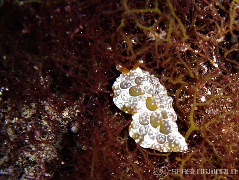 ゼニガタフシエラガイ Pleurobranchus forskalii