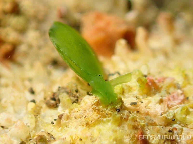 タマノミドリガイ Berthelinia limax