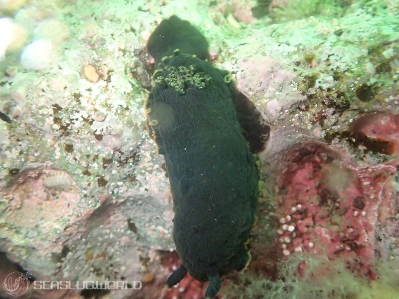 クロシタナシウミウシ Dendrodoris arborescens