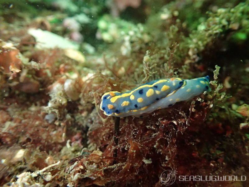 アオウミウシ Hypselodoris festiva