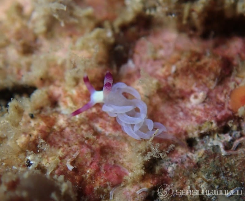 ムカデミノウミウシ Pteraeolidia semperi