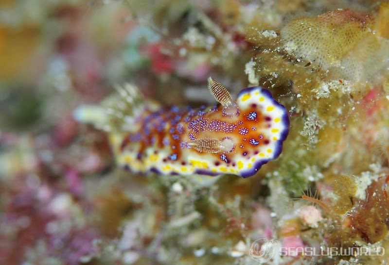 アカネコモンウミウシ Goniobranchus collingwoodi