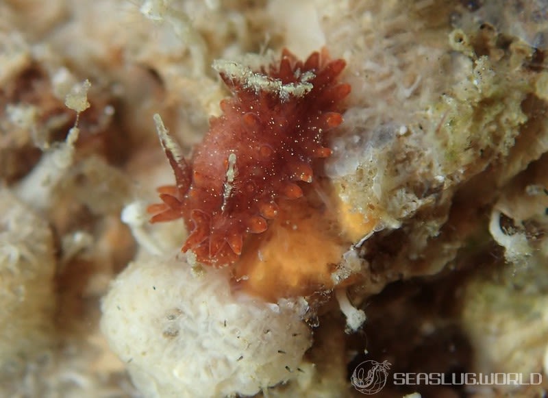 クロイバラウミウシ Okenia echinata