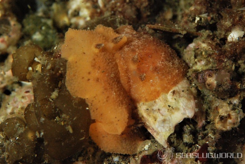 ハケジタウミウシ属の一種 1 Geitodoris sp. 1