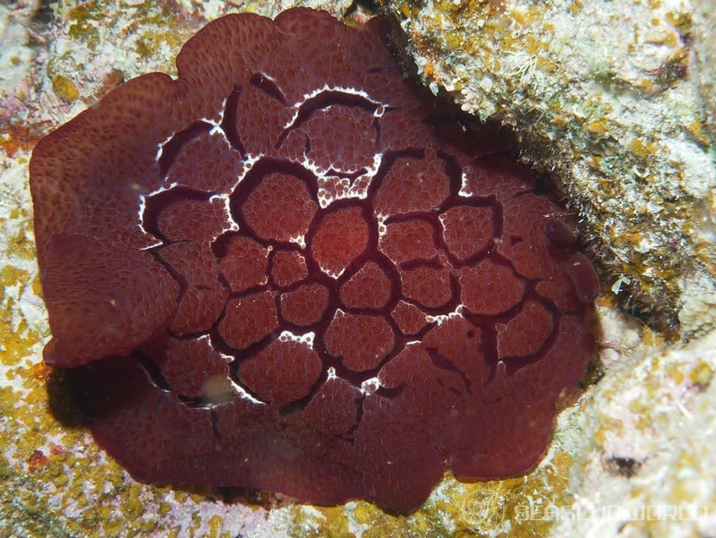 ゼニガタフシエラガイ Pleurobranchus forskalii