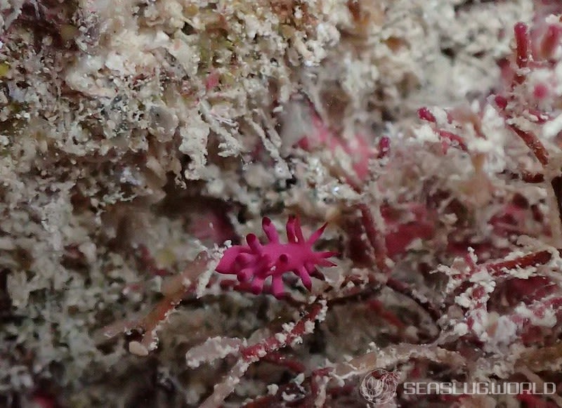 セラトドーリス・ハルキゲニア Ceratodoris hallucigenia