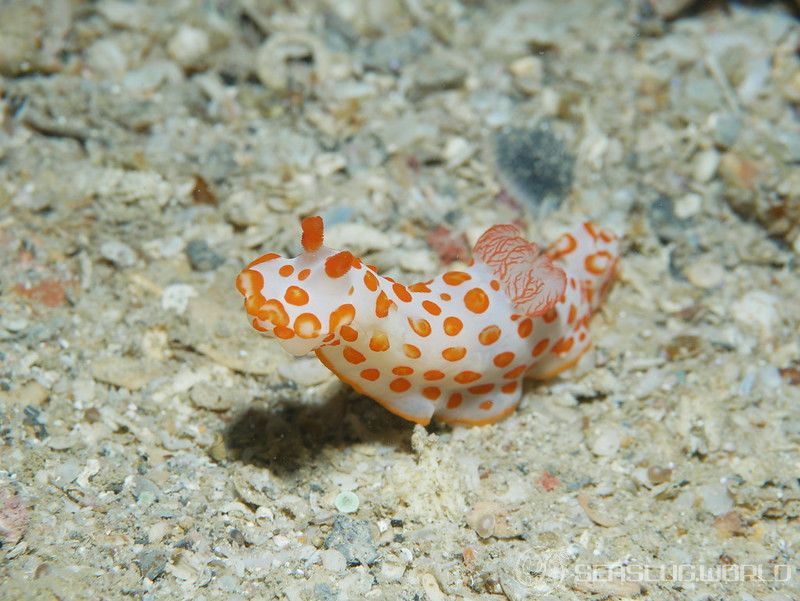 キイボキヌハダウミウシ Gymnodoris impudica