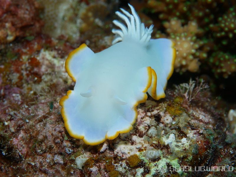 メレンゲウミウシ Ardeadoris egretta