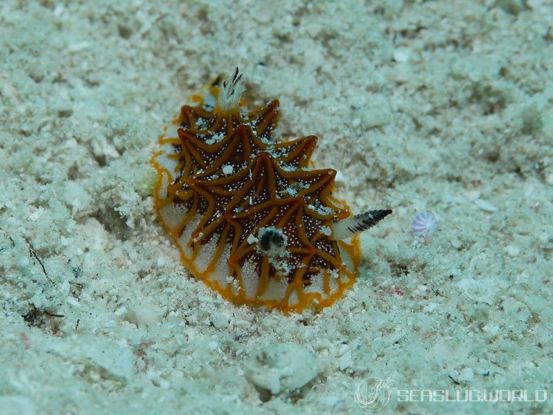 モザイクウミウシ Halgerda tessellata