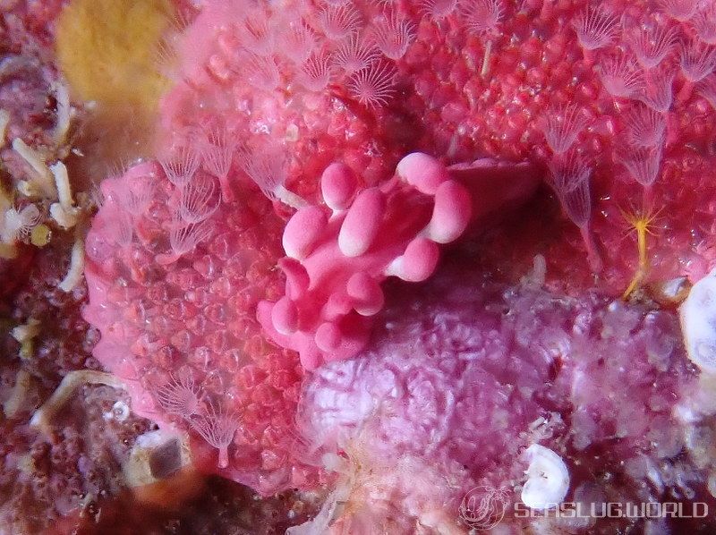 ミナミヒロウミウシ Ceratodoris nakamotoensis