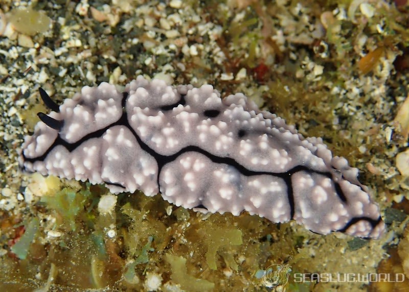 ハイイロイボウミウシ Phyllidiella granulata