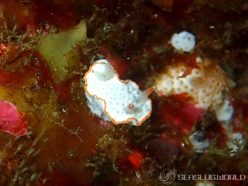 ミナミミツイラメリウミウシ Diaphorodoris sp. 1