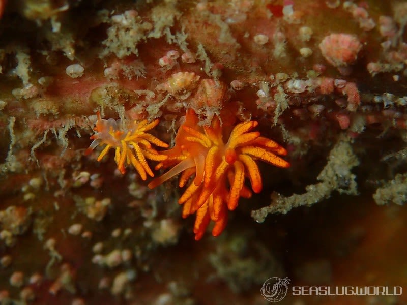 イボヤギミノウミウシ Phestilla melanobrachia