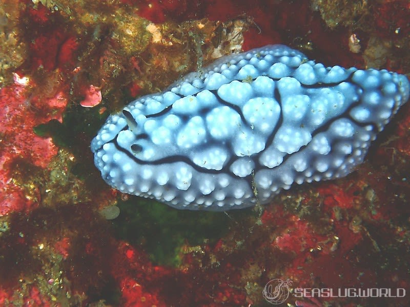 アミメイボウミウシ Phyllidiopsis krempfi