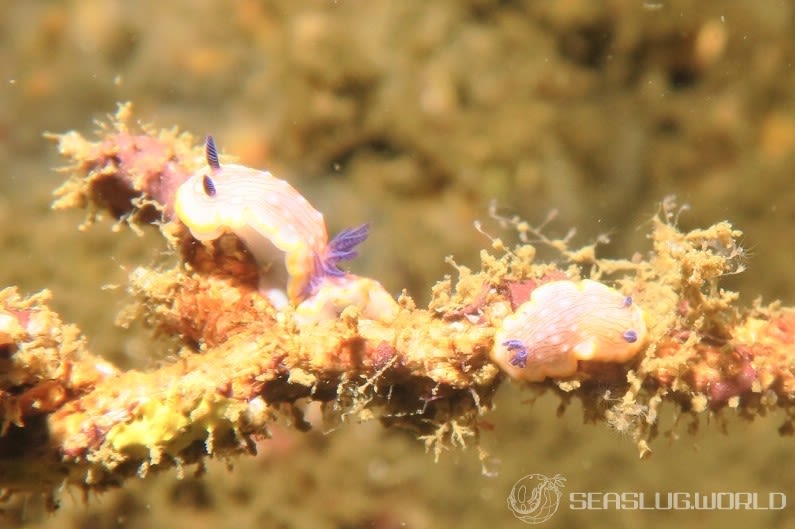 カトウイロウミウシ Goniobranchus katoi