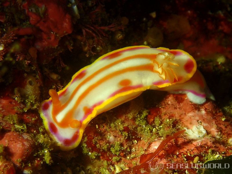 カナメイロウミウシ Hypselodoris kaname