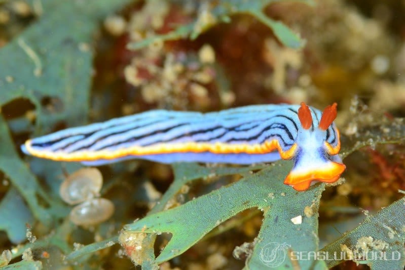 サメジマオトメウミウシ Dermatobranchus striatellus