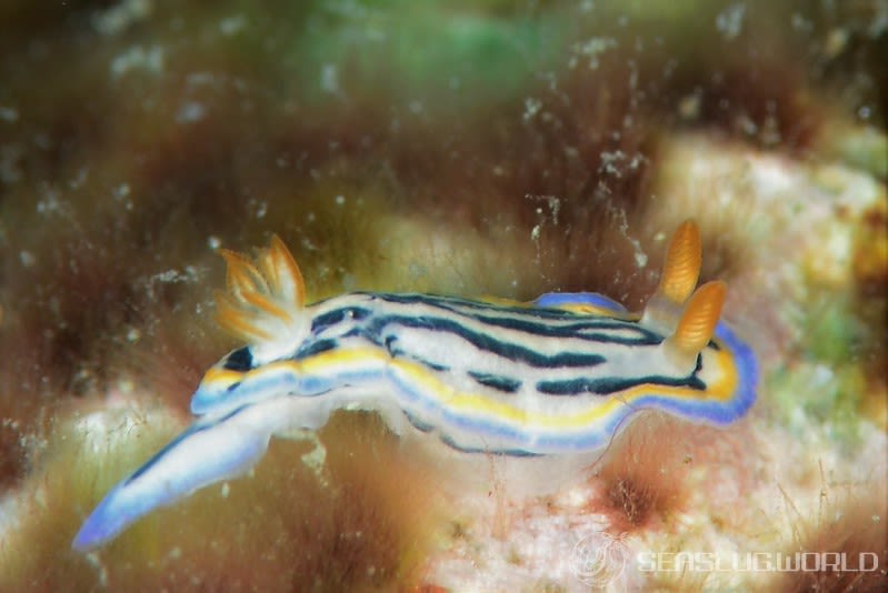 リュウモンイロウミウシ Hypselodoris maritima