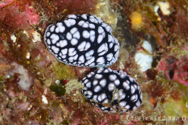 コイボウミウシ Phyllidiella pustulosa