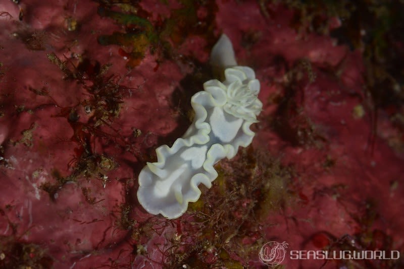 シロタエイロウミウシ Glossodoris buko