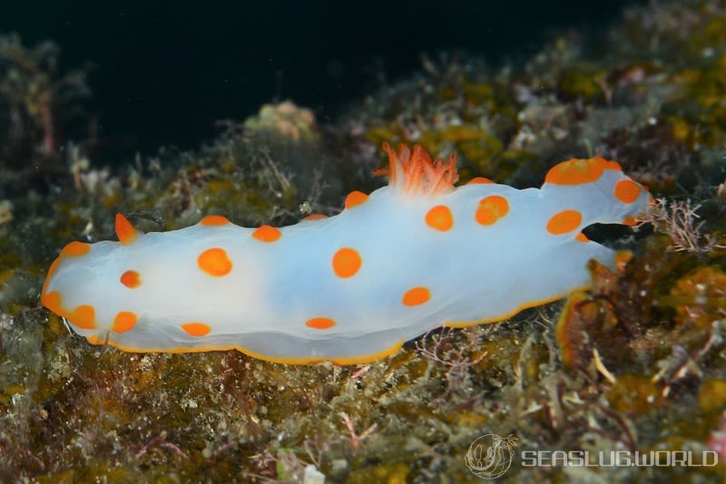 キイボキヌハダウミウシ Gymnodoris impudica