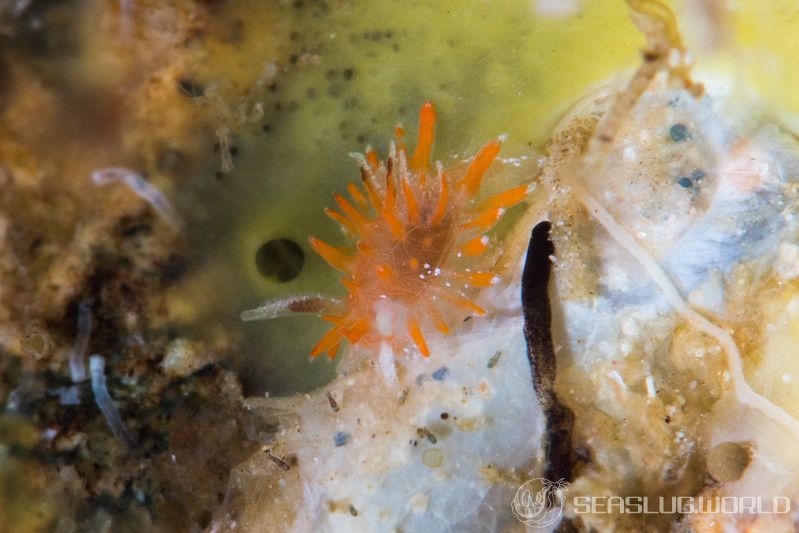 クロイバラウミウシ Okenia echinata